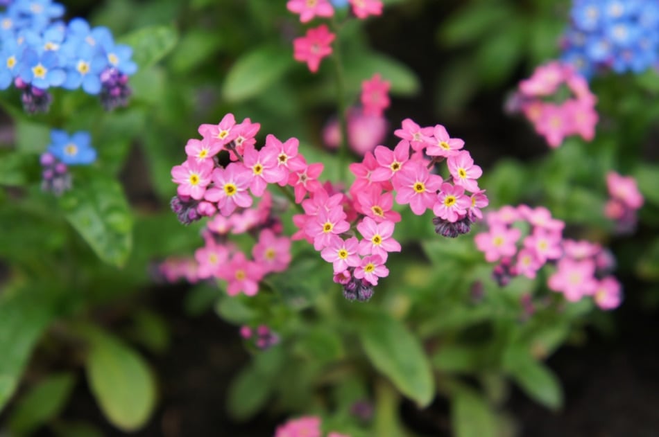 Forget-me-nots overwinter well, flower in spring