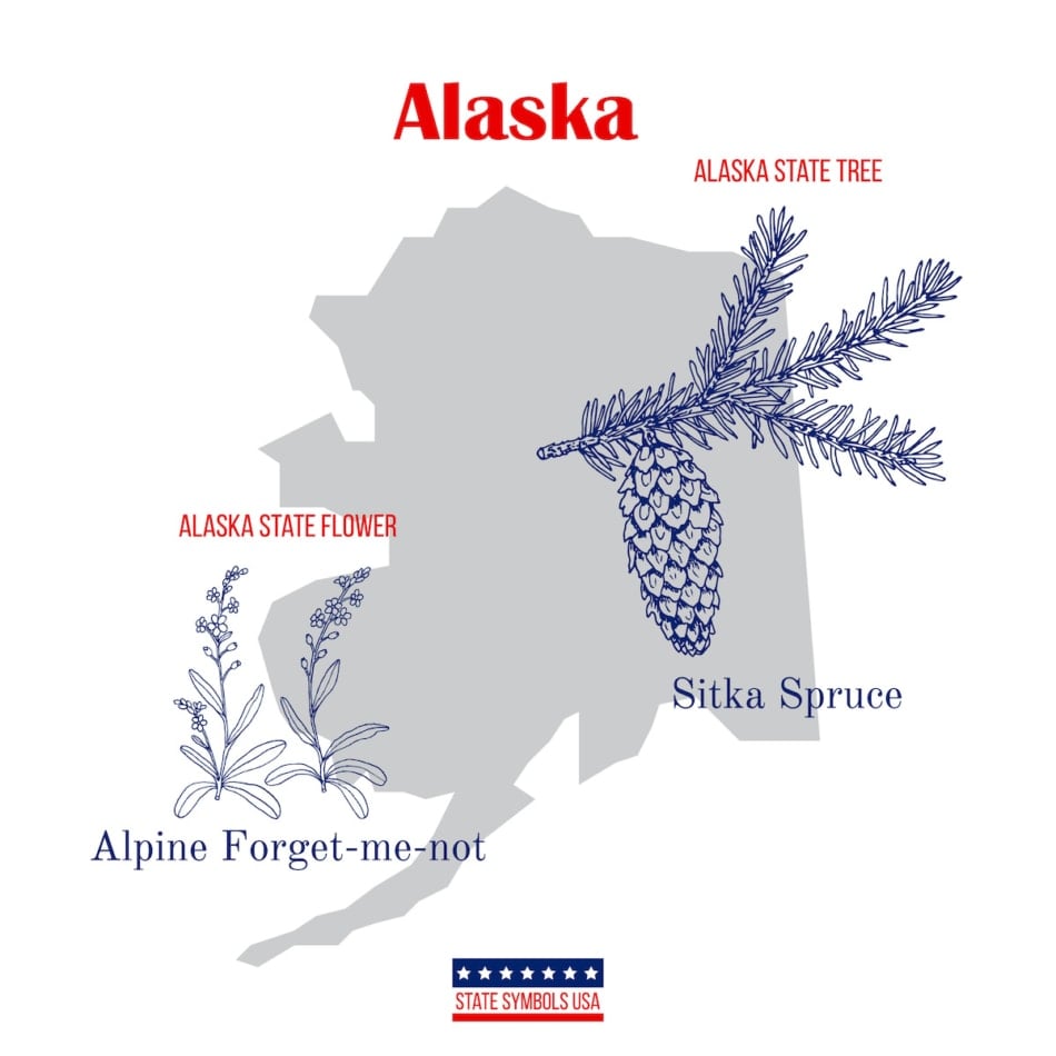 forget-me-not Alaska state flower and tree 