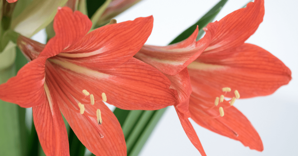Amaryllis red flowers