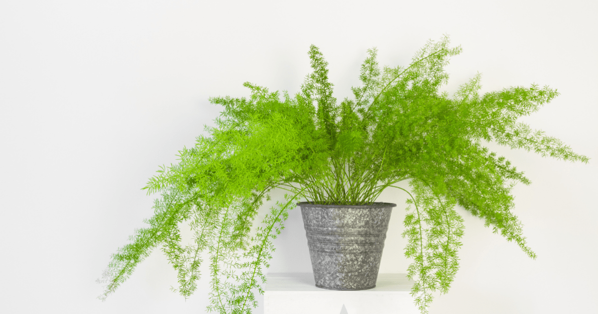30 Common Toxic Houseplants From AZ Keep Pets Away!