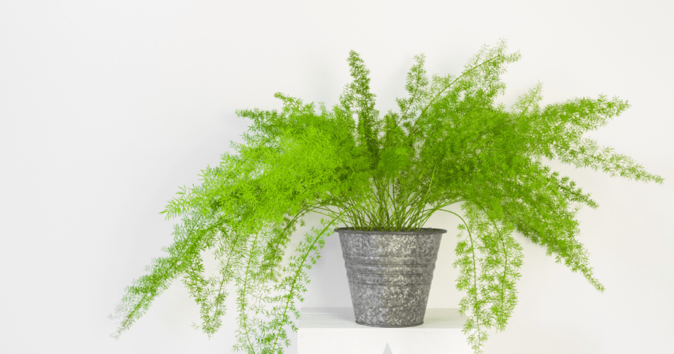 Asparagus fern houseplant in a pot