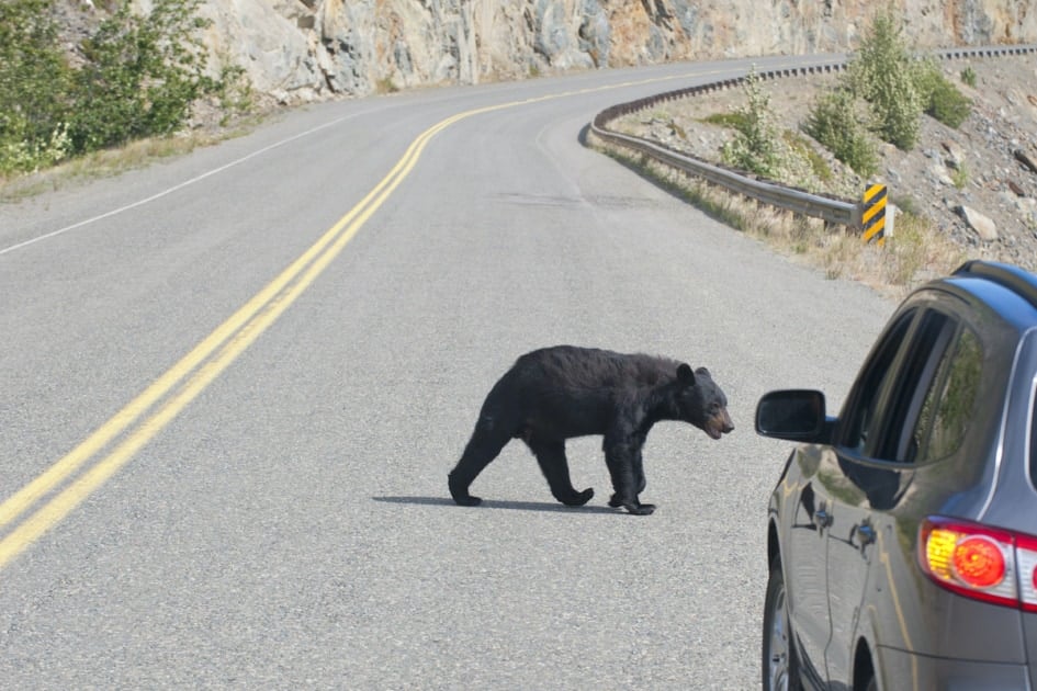 A black bear crossing the road in Alaska.