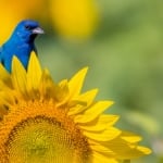 Indigo Bunting Blue Bird on Sunflowers