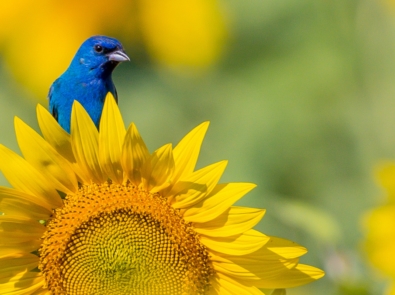 Indigo Bunting Blue Bird on Sunflowers