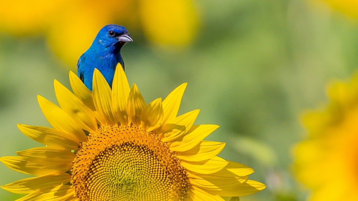 Indigo Bunting Blue Bird on Sunflowers