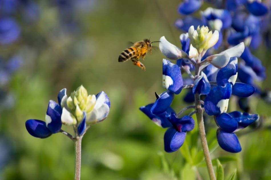 Bluebonnet with a bee