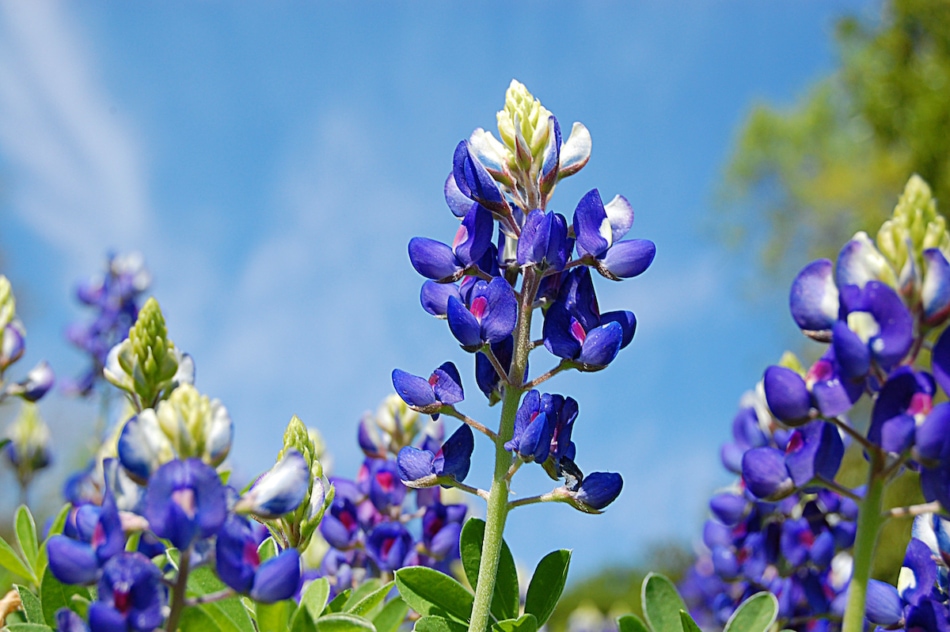 close up of bluebonnet flower