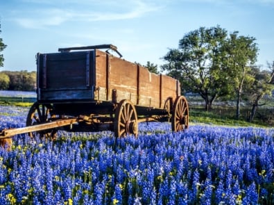 Bluebonnets: Legends and Lore of the Texas State Flower featured image