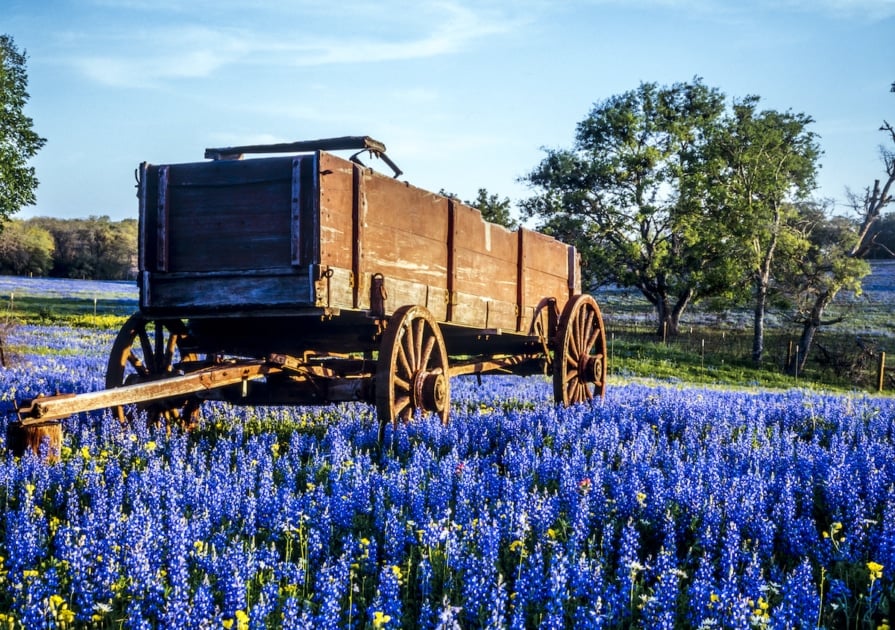 Wagon in field of bluebonnets in texas hill country