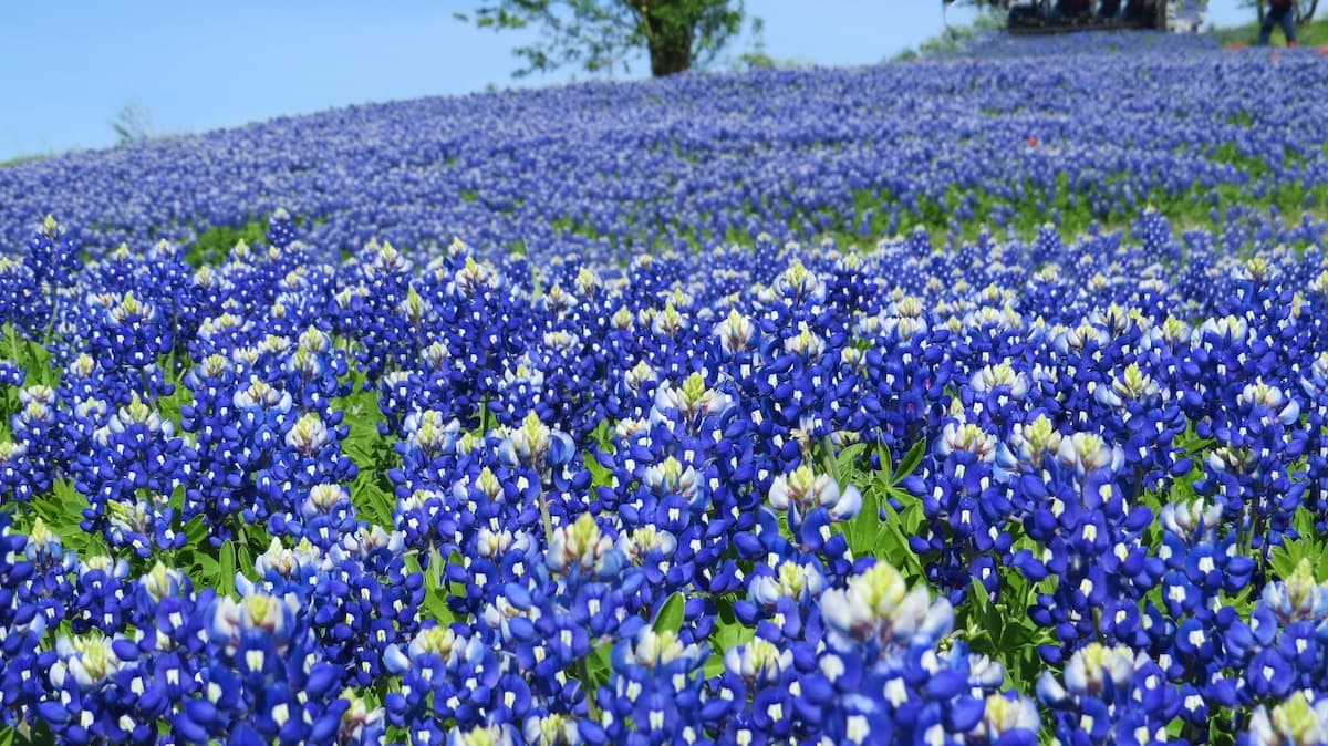 Beautiful field of Texas wildflowers in the spring