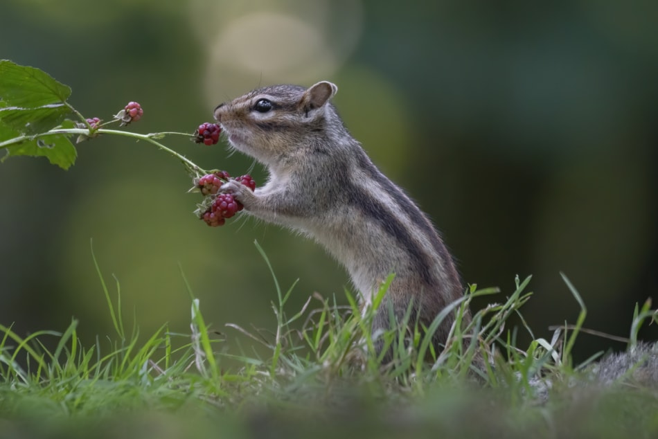 Chipmunk eating wild raspberries.