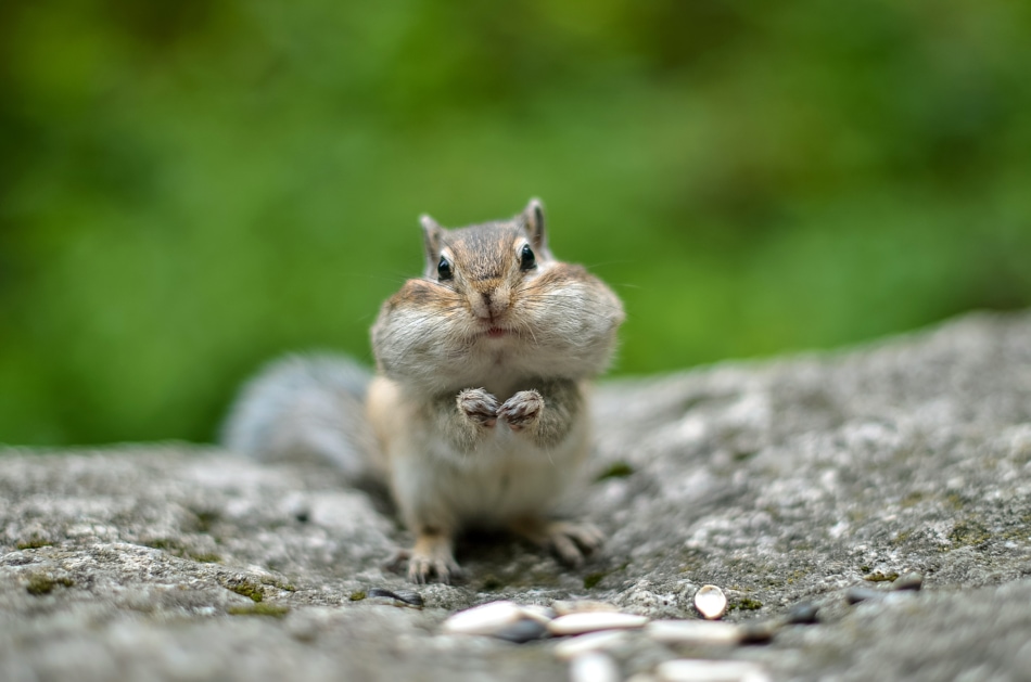 Chipmunk with cheeks full of nuts and seeds