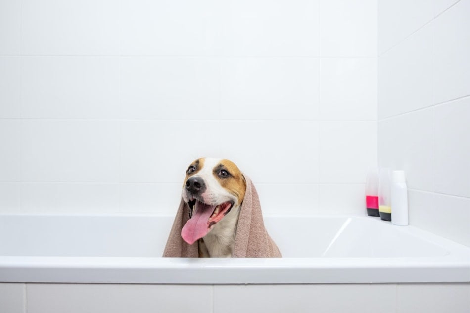 Cute dog sitting in the tub waiting for a bath.