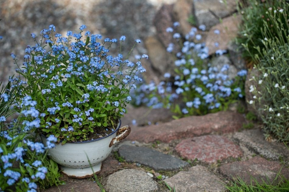 forget-me-not flowers in shabby chic enamel colander