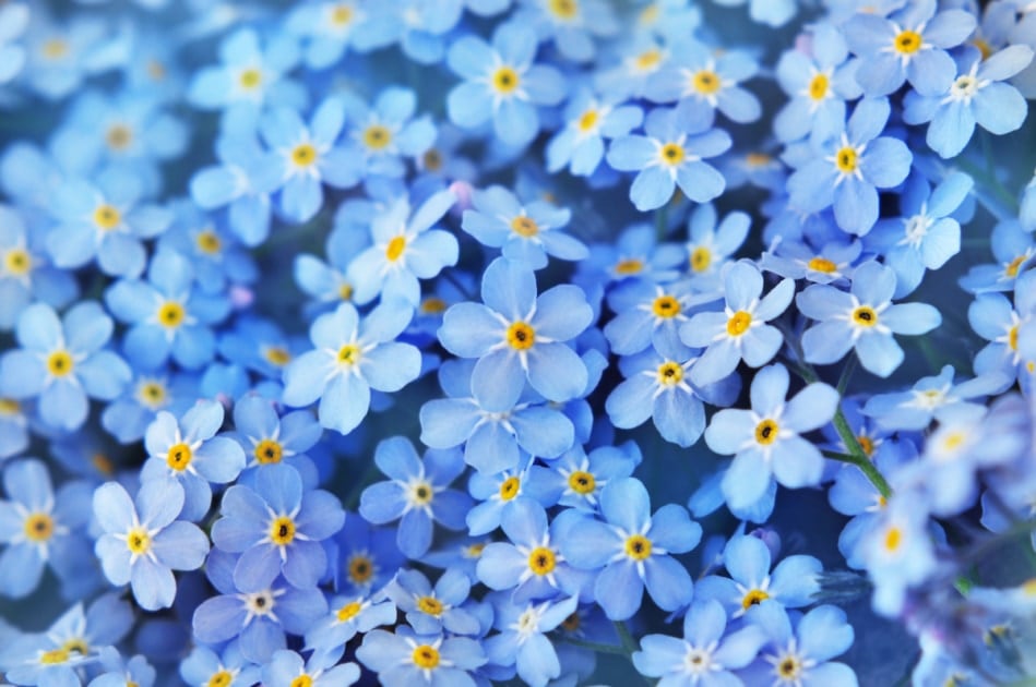 Forget me not blue flowers.