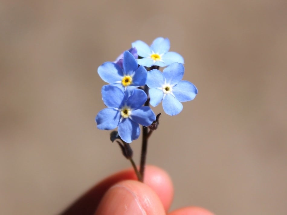 forget me not flower held between fingers