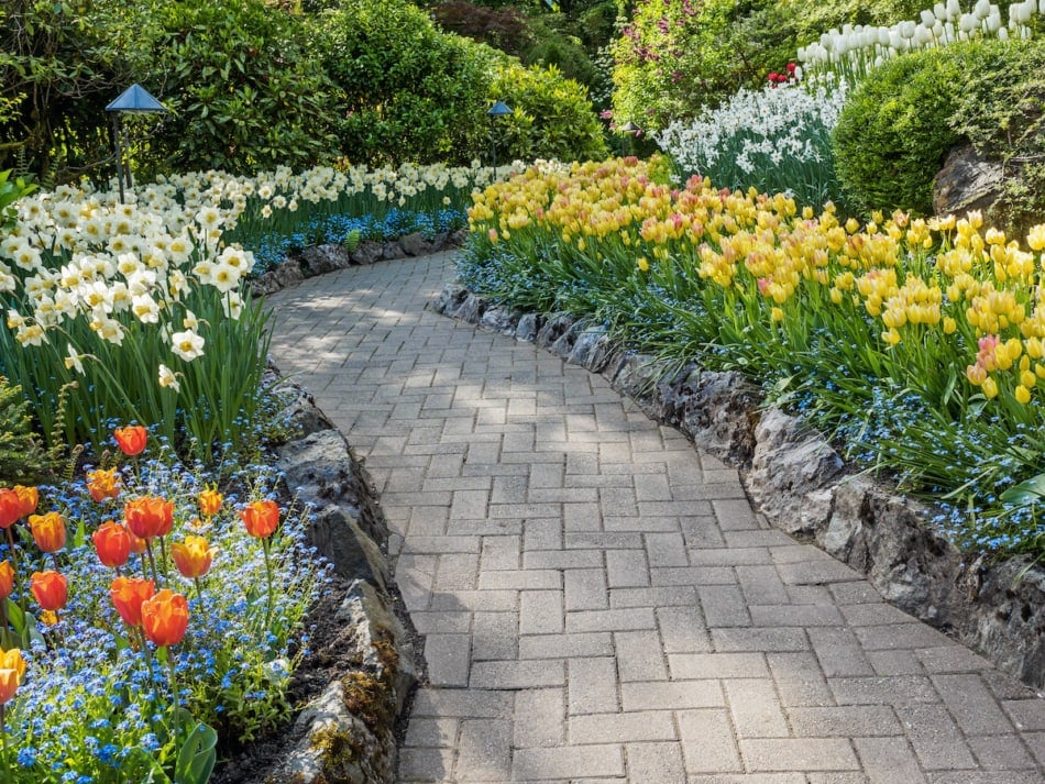 Beautiful garden path edged with bue flowers forget-me-not