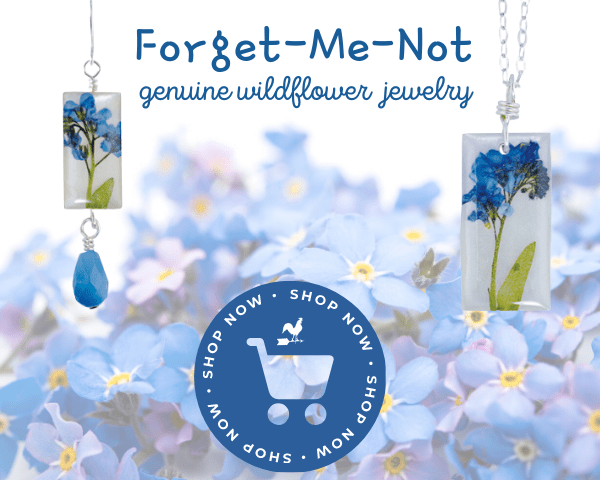 Forget Me Nots Tips And Symbolism Of These Pretty Blue Flowers Farmers Almanac