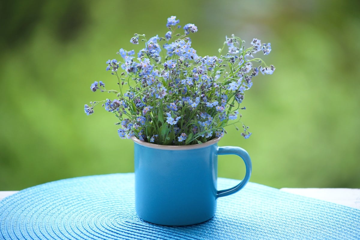 forget-me-nots in a cup