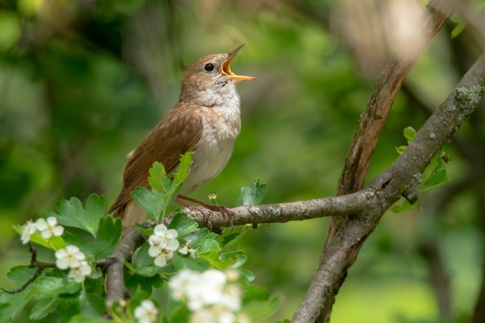 Male Common nightingale bird