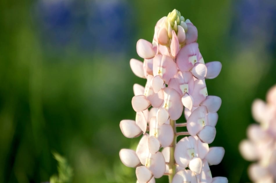 close up of pink bluebonnet