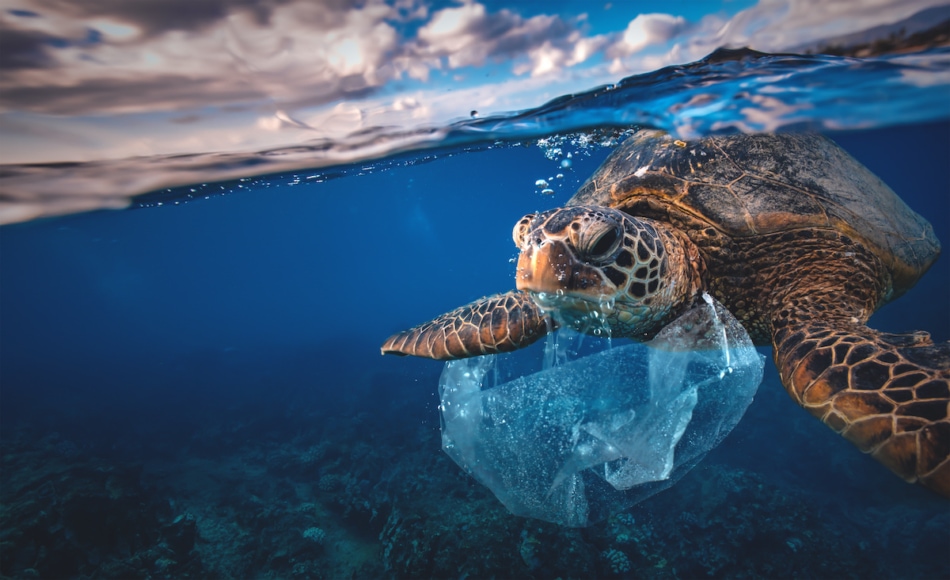 Plastic bag floating in the ocean wrapped around a sea turtle.