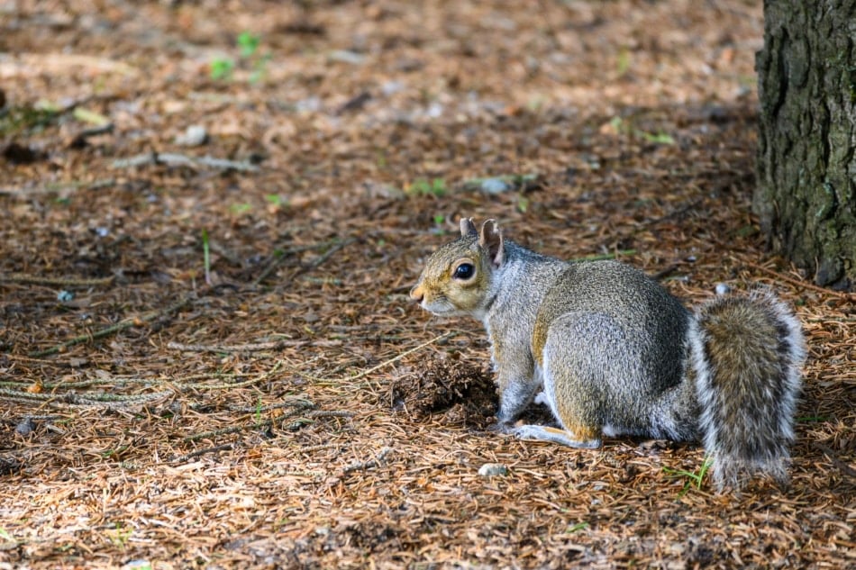 Squirrel burying a nut