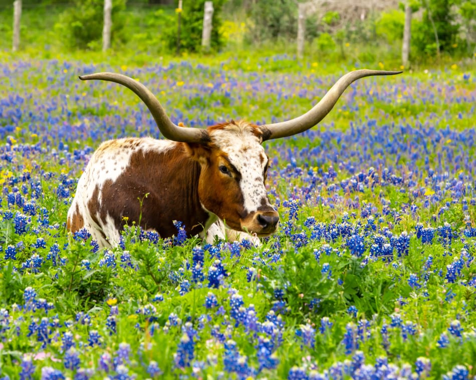 Texas longhorn bull resting in bluebonnet flower pasture