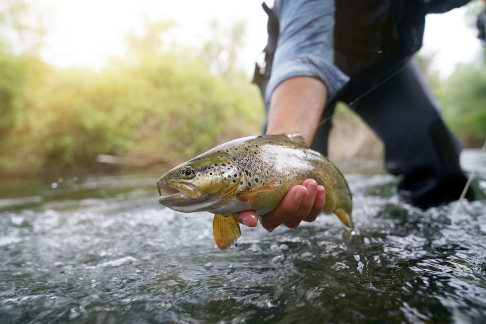 catching a brown trout in the river