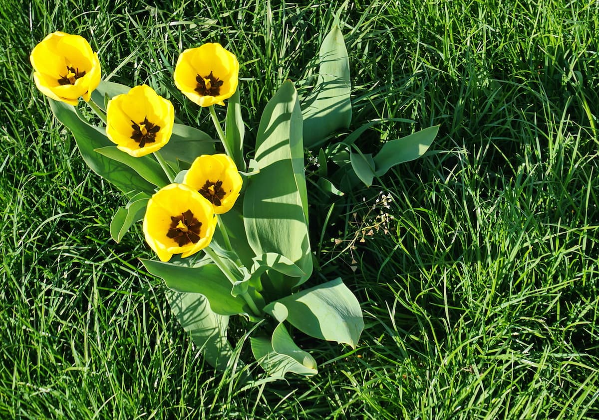 Tulips growing in the middle of the park