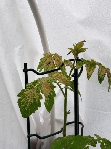 05-09-2021, tomato plant under hoop garden.jpg