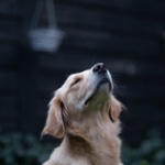 Dog sniffing air with dark background.