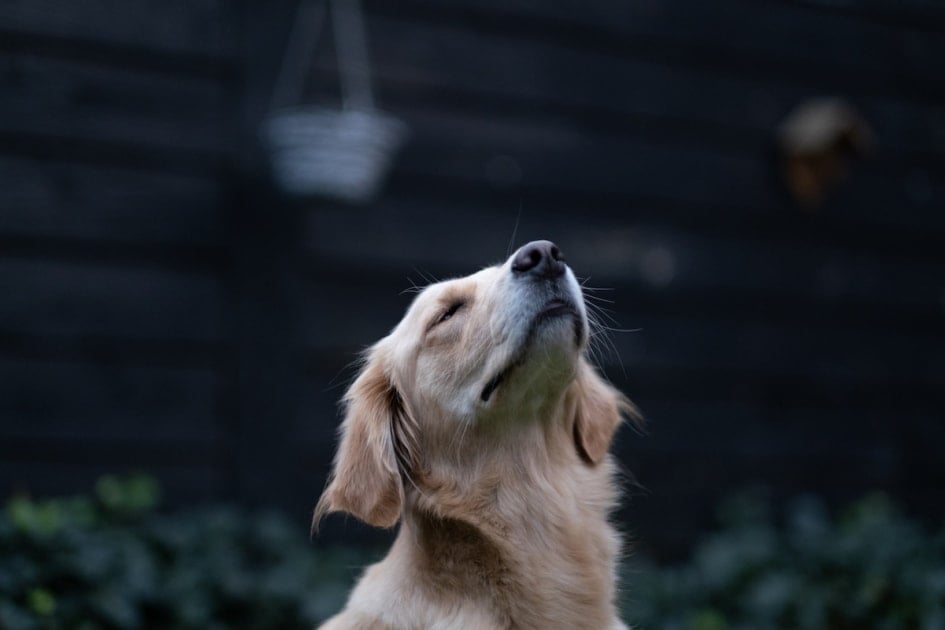 Dog sniffing air with dark background.