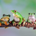 frogs on a branch
