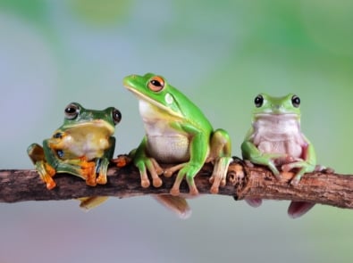 15 Fascinating Facts About Frogs You Probably Didn’t Know featured image