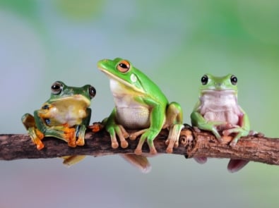 frogs on a branch