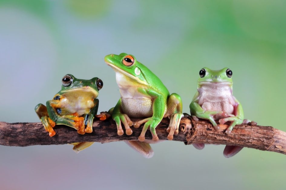 frogs on a branch