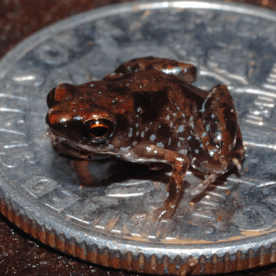 37 Toadally Cool Facts About Frogs - Mr. Amphibian