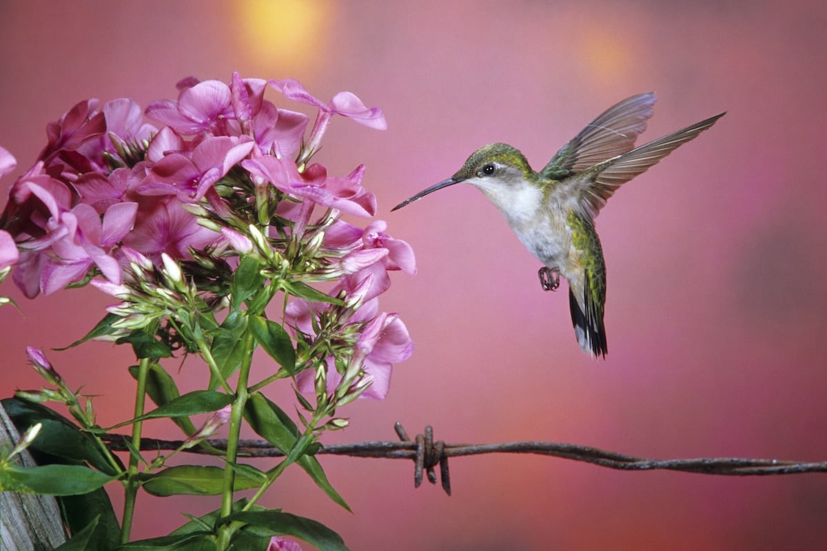 Attract Hummingbirds With These Flowers Farmers' Almanac