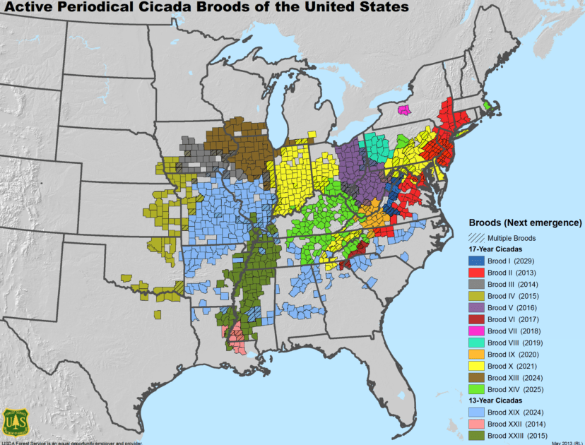 Get Ready Cicada Invasion Coming Sooner Than Expected Farmers