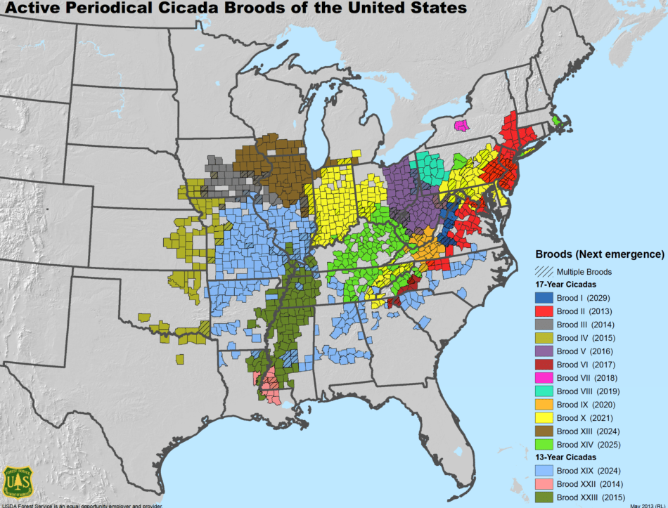 Cicadas 2025 Illinois Map Inessa Leanor