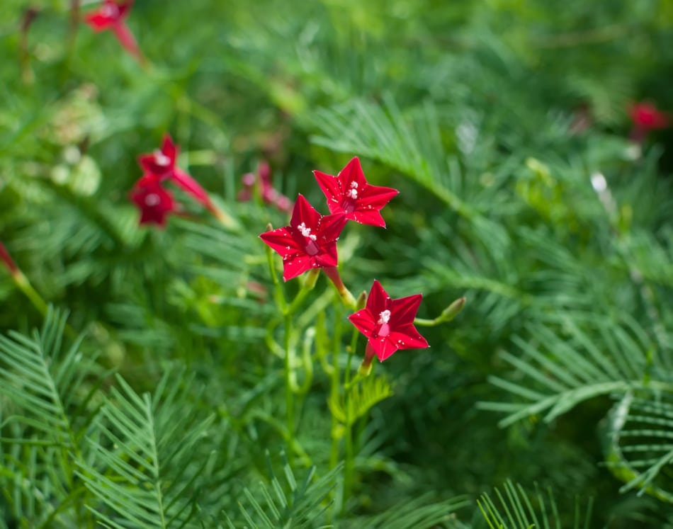 beautiful red flowers of the cypress vine  Ipomoea quamoclit