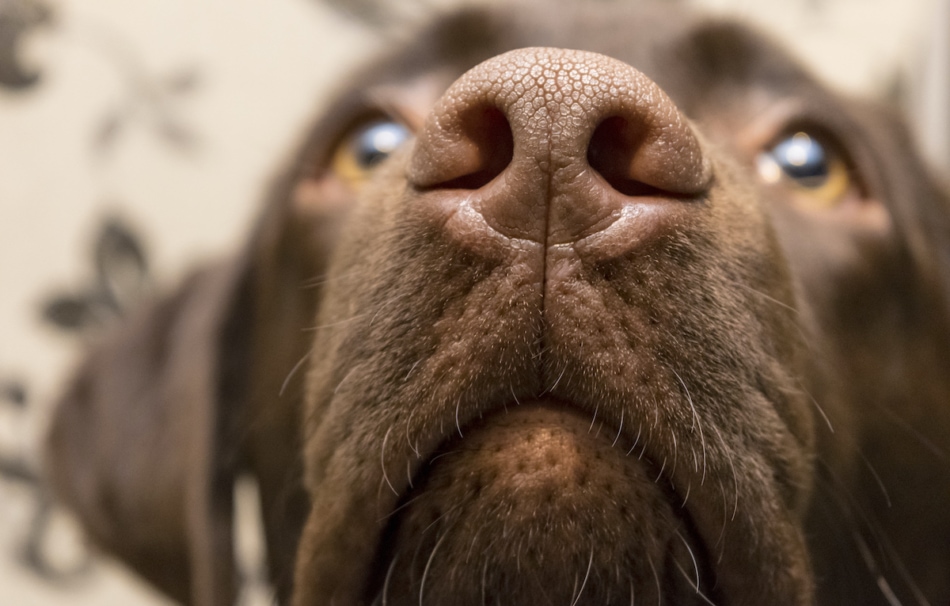 Close up of chocolate lab dog nose