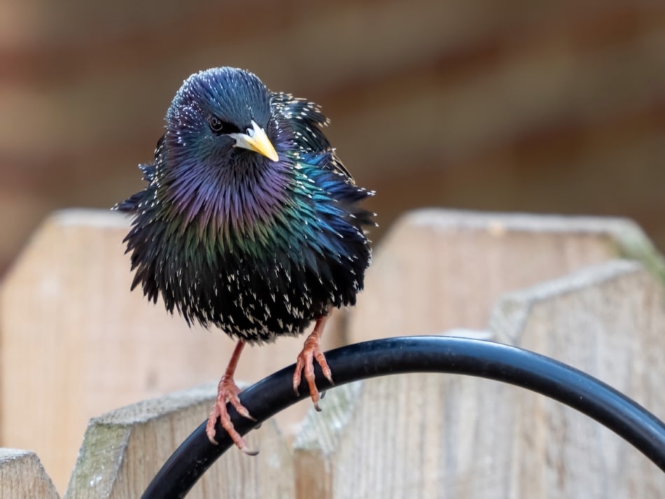 Closeup shot of a cute European starling