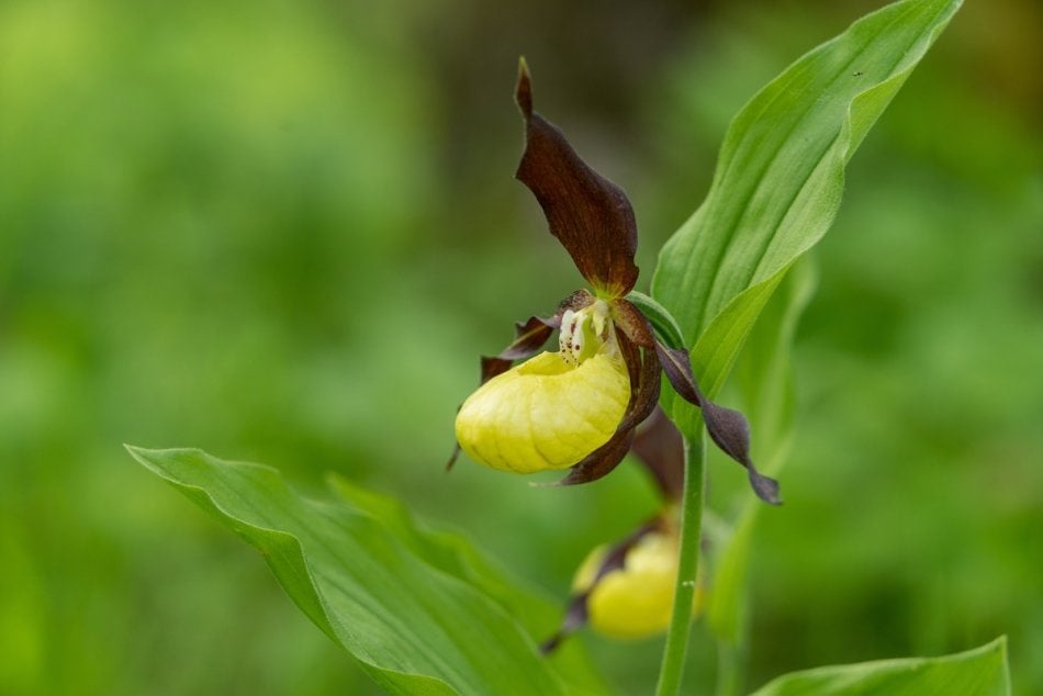 Lady's Slipper Orchid flower. Yellow with red petals blooming flower in natural environment. Lady Slipper blossom bloom. Cypripedium calceolus.