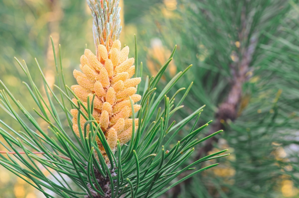 Closeup of pine male pollen cone