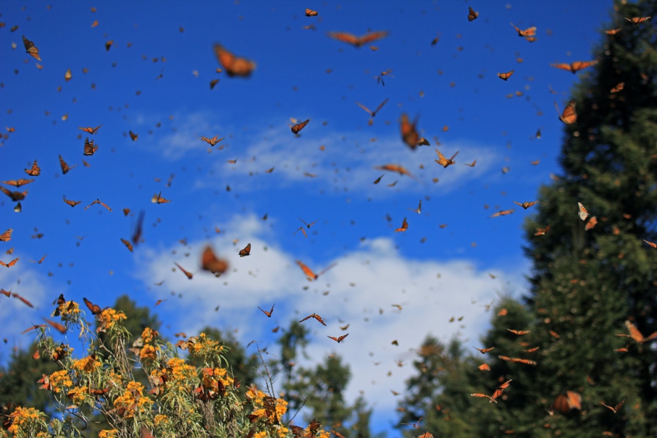 Swarm of monarch butterflies