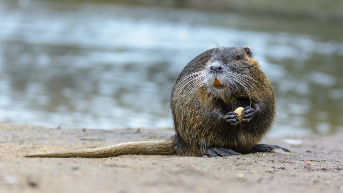 Nutria eating a snack by the river