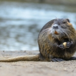 Nutria eating a snack by the river