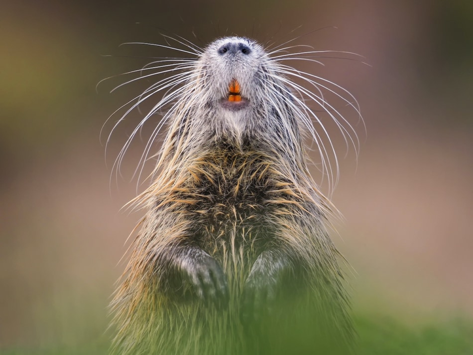 Nutria portrait on a colored background, close up